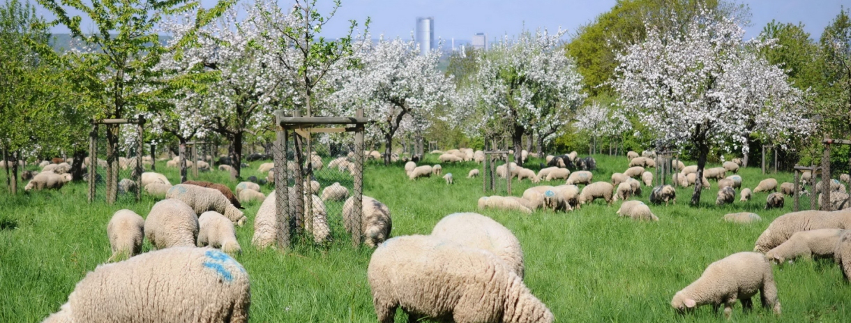 liegende Schafe und Ziegen unter einem Baum