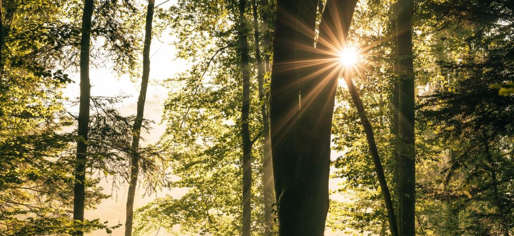 Sonne strahlt durch einen lichten Buchenwald