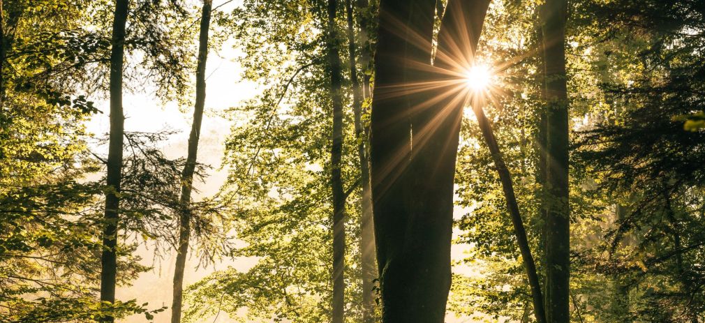 Flyerbild Regionale Waldgespräche Baden-Württemberg 2050 Sonne strahlt durch einen lichten Buchenwald