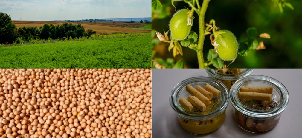 Titelbild des Flyers Räumliche Gerechtigkeit durch regionale Wertschöpfung Bildcollage aus 4 Bildern: Kichererbsen -feld, - pflanze, -frucht, -lebensmittel