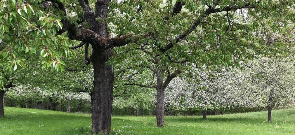 Flyerbild Veranstaltung Landesweiter Streuobsttag Schmetterling auf Apfelblüte