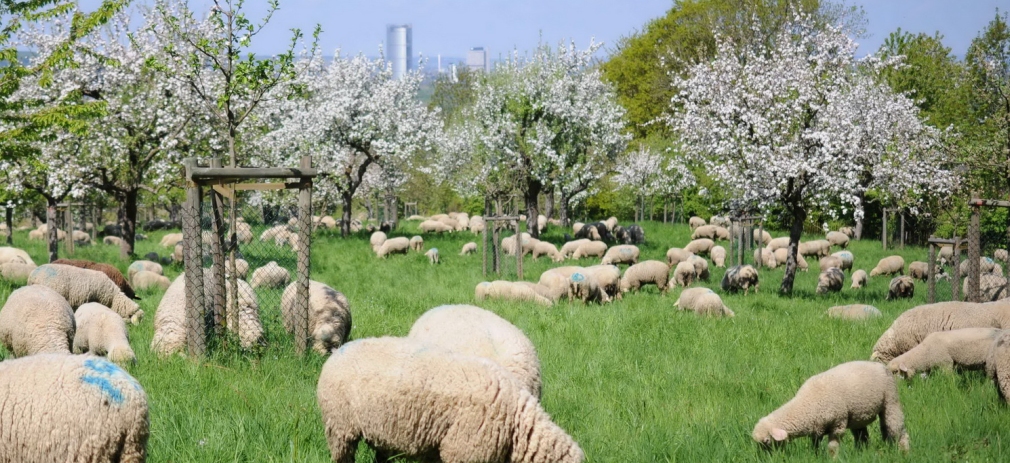 Titelbild des Flyers Veranstaltung Landesweiter Streuobsttag 2024 Streuobstwiese mit Schafen unter den Bäumen