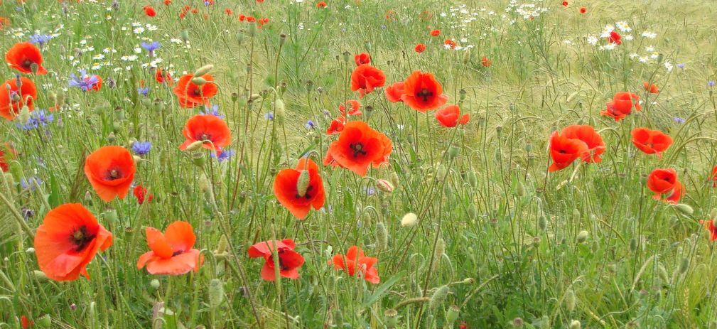 Flyerbild Biodiversität in der Landwirtschaft Klatschmohn Wiese