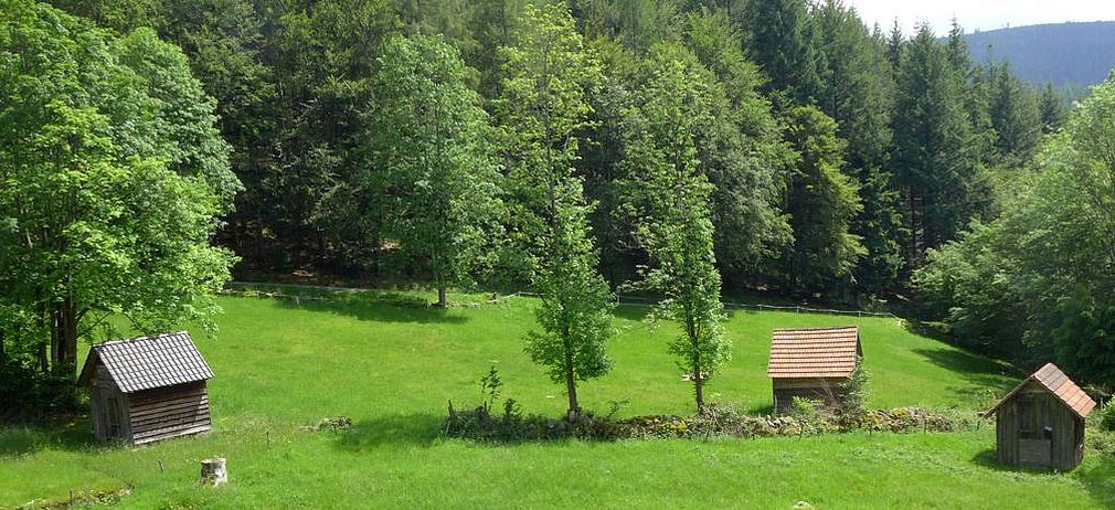 Blick auf eine Wiese mit drei Holzhütten eingesäumt von Bäumen