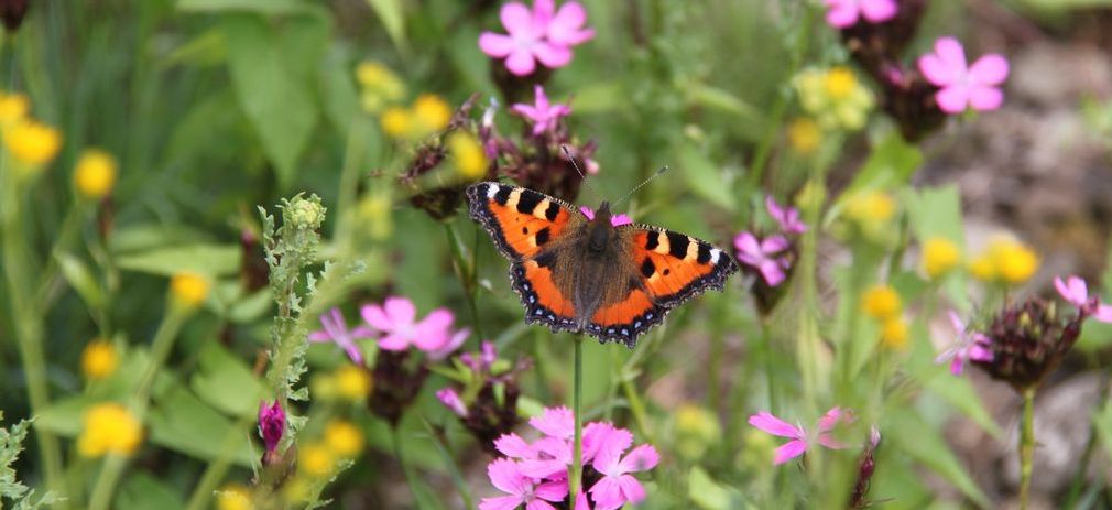 Titelbild des Flyers Veranstaltung Mehr Biodiversität Schmetterling sitzt auf eine Blüte inmitten einer Blumenwiese