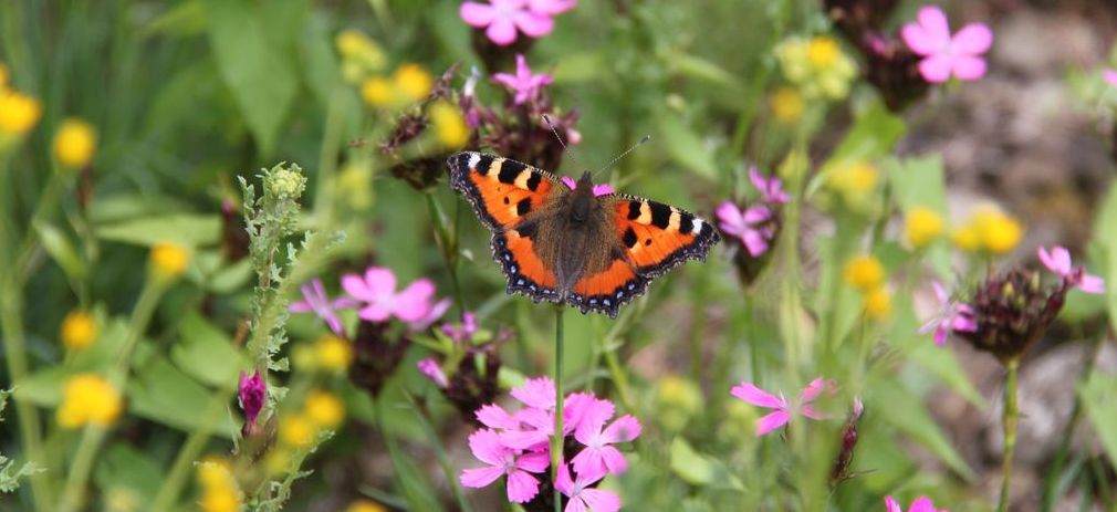 Schmetterling sitzt in einer blühenden Wiese